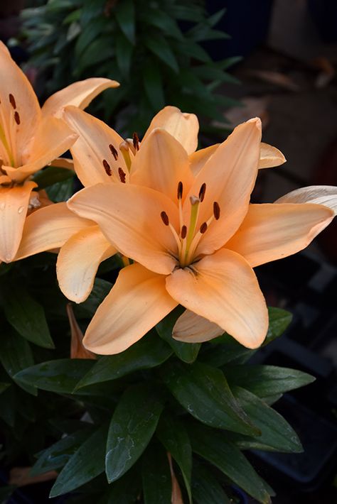 Click to view a full-size photo of Lily Looks Tiny Moon Lily (Lilium 'Tiny Moon') at The Growing Place Moon Lily, Plant Shopping, Full Size Photo, Lily, Moon, Plants