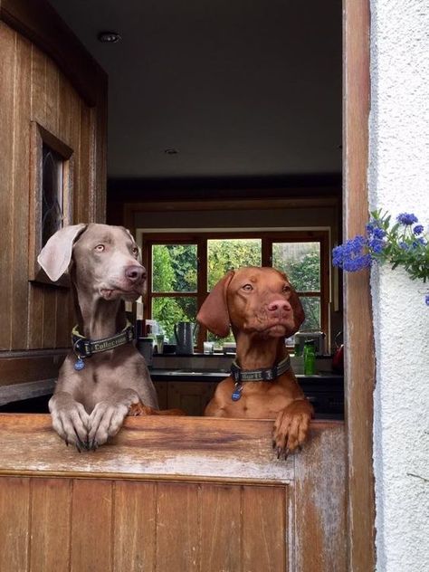 I wonder what these Weimaraners are looking at? #cute Animals Tattoo, Tattoo Nature, Hungarian Vizsla, Vizsla Dogs, Easiest Dogs To Train, Weimaraner Dogs, Dog Obedience Training, Dog Brain, Puppies Cute