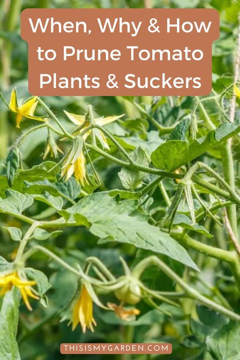 Propagating Tomato Plants, Training Tomato Plants, Tomato Pruning Tips, Diy Tomato Greenhouse, Prune Tomato Plants How To, How To Take Care Of Tomato Plants, Best Way To Stake Tomato Plants, Tomatoe Plant Care, Topping Tomato Plants