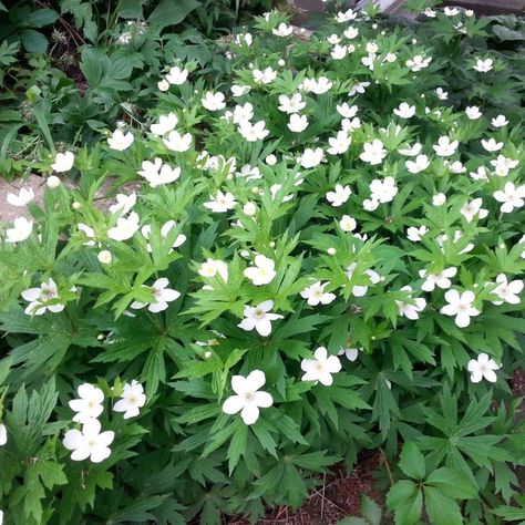 Let’s Start with Native Ground Covers | Carolinian Canada Lawnless Landscaping, Canada Anemone, Native Ground Cover, Backyard Hardscape, Angel Garden, Easy Perennials, Garden Goals, Ground Covers, Snow In Summer