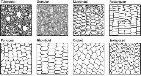 Reptile Scales, Snake Drawing, Skin Drawing, Scale Drawing, Texture Drawing, Dragon Sketch, Snake Art, Desenho Tattoo, Snake Patterns