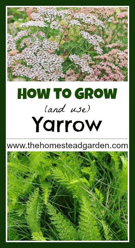 Growing Yarrow, Yarrow Plant, Types Of Herbs, Homestead Gardens, Grow Vegetables, Hardy Perennials, Healing Herbs, Growing Herbs, Medicinal Herbs