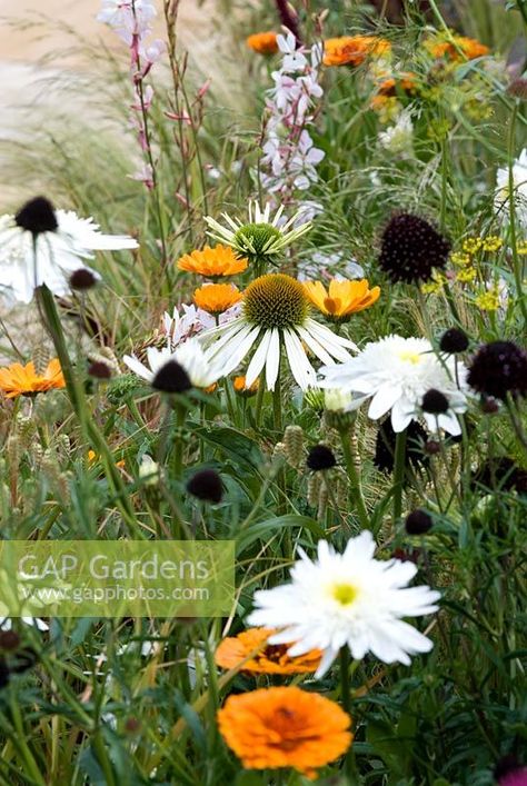 Echinacea 'White Swa...  stock photo by Heather Edwards, Image: 0109943 Echinacea White, Hampton Court Flower Show, Harvesting Herbs, Wild Flower Meadow, Pool Water Features, Window Box Flowers, Garden Nursery, Plant Photography, Mediterranean Garden