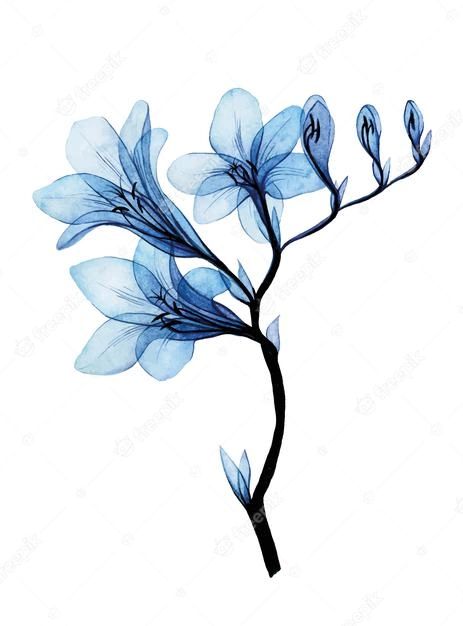 Xray Flower, Blue Flower Tattoos, Drawing Transparent, Blue Freesia, Cream Tattoo, Freesia Flowers, Blue Rose Tattoos, Watercolor Tattoo Flower, Blue Drawings