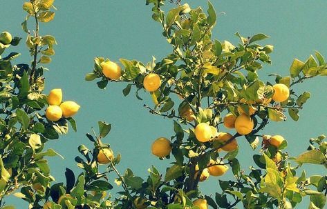 Summer Mood, Lemon Tree, Lemonade, Lemon, Trees, Yellow, Green, On Instagram, Blue