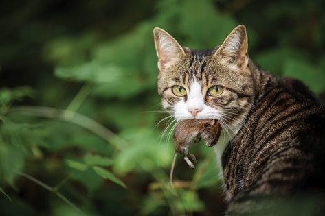 Cat hunter with a caught mouse in her mouth Mouth Animation, Cats Outside, Cat Work, Mouth Drawing, Cat Reference, Animal Study, Cat Pose, The Homestead, Cat Mouse