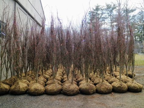 Last month, these seven-foot columnar beech trees arrived at the farm. Columnar beech trees are fastigiate meaning their branches slope upward more or less parallel to the main stem. I knew they would be perfect around the pool. Privacy Hedges, Bedford New York, Privacy Hedge, Beech Trees, Planting Trees, Beech Tree, Giving Back, Last Month, Hedges