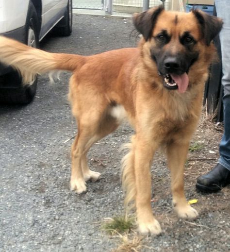 Max the Golden Shepherd Short Haired German Shepherd, Golden Shepherd, Preppy Dog, Golden Retriever Mix, Wild Animals Pictures, Animals Pictures, Cute Creatures, Warrior Cats, Beautiful Dogs