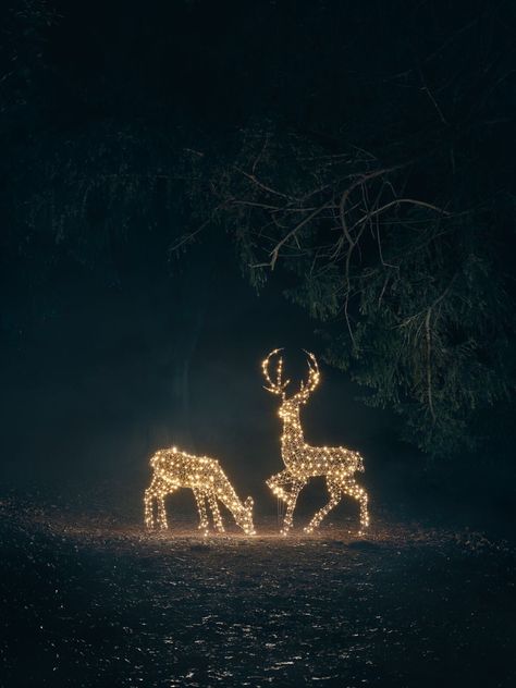 Outdoor Reindeer Decorations, Outdoor Xmas Lights, Reindeer Outdoor Decorations, Christmas Reindeer Lights, Outdoor Reindeer, Outdoor Christmas Light Displays, Deer Light, Holiday Lights Outdoor, Reindeer Lights