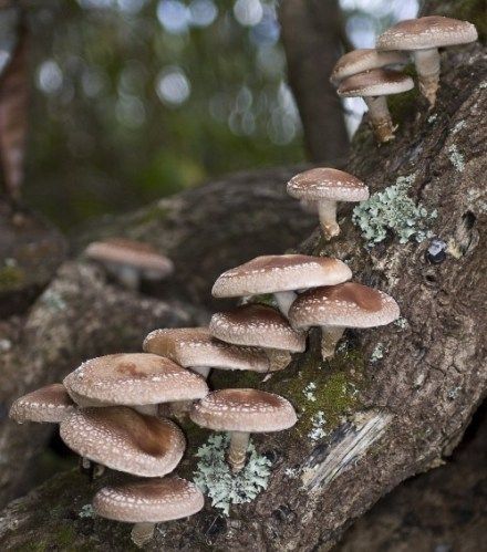 Growing Shiitake Mushrooms, Herbs List, Mushroom Benefits, Shitake Mushroom, Garden Mushrooms, Edible Mushrooms, Mushroom Fungi, Shiitake Mushroom, Herbal Medicine