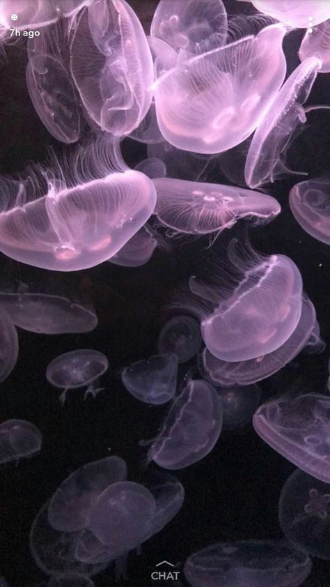 Disappointed In People, Pet Jellyfish, Jellyfish Tank, The Best Wallpapers, Jellyfish Art, Best Wallpapers, Online Group, Aquariums, Jellyfish