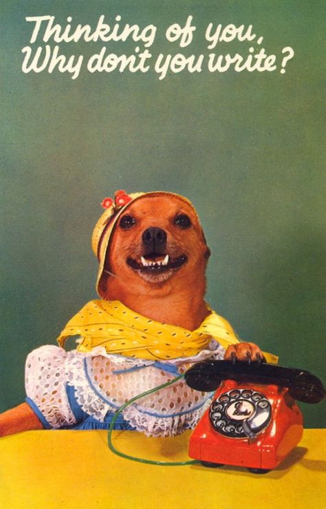 great postcard Arte Inspo, Vintage Dog, Weird Art, Vintage Postcard, 귀여운 동물, Vintage Postcards, Kitsch, Puppy Love, Funny Dogs