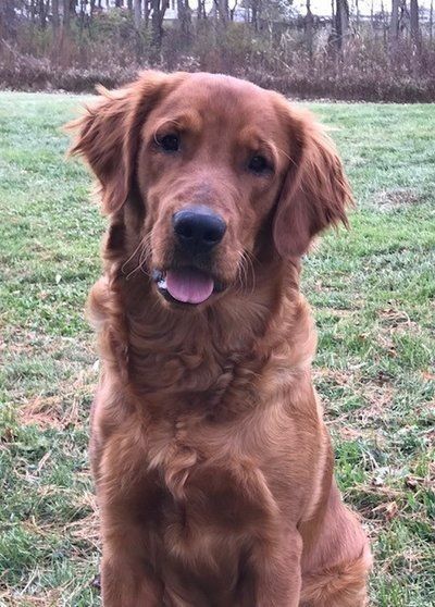 Red Golden Retrievers, Dark Golden Retriever, Red Retriever, Golden Retriever Training, Golden Retriever Owner, Golden Retriever Mix, Bulldog Breeds, Golden Puppy, Big Ears