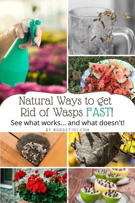 natural ways to get rid of wasps fast Getting Rid Of Bees, Wasp Killer, Wasp Spray, Wasp Repellent, Get Rid Of Wasps, Dried Bay Leaves, Wasp Nest, Fabric Softener Sheets, Citronella Candles