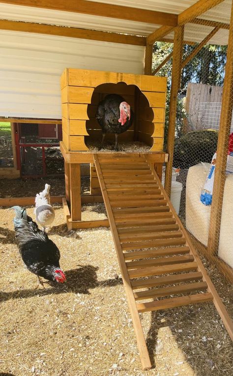 Chicken Housing Ideas, Turkey And Chicken Coop, Carport Chicken Run, Turkey Cages Ideas, Turkey Coop Diy, Turkey Pens Ideas, Turkey Nesting Box Ideas, Turkey Shelter Ideas, Turkey Brooder Ideas