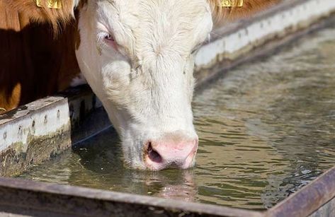 The Homesteader's Guide to Raising Healthy Cattle Livestock Water Trough, Beef Cow, Raising Cattle, Water Trough, Homestead Farm, Future Farms, Beef Cattle, Cattle Farming, Cattle Ranching