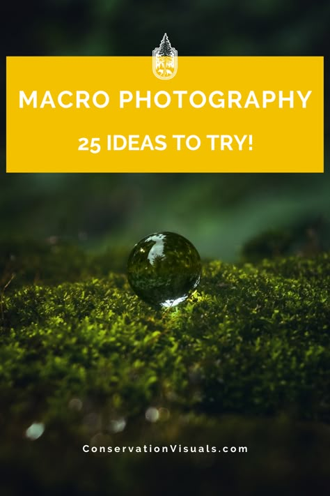 Looking to take your nature and wildlife photography to the next level? Our comprehensive guide features 25 amazing macro photography ideas that you can easily try at home. Discover tips, techniques, and examples to inspire your creativity and elevate your photography skills. Nature Photography For Beginners, Macro Photo Ideas, Long Exposure Photography Settings, Micro Photography Nature, Photography Ideas Creative Nature, Macro Photography Ideas Creative, Photography Ideas Videos, Iphone Photography Ideas, Trick Photography Ideas