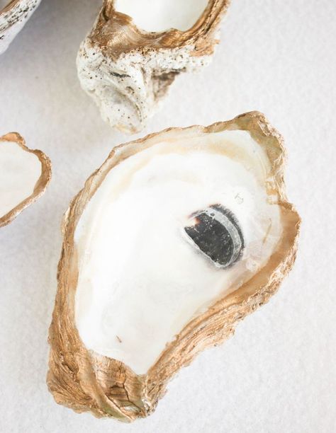 DIY Hand Painted Oyster Shell Painting Oyster Shells Diy, Oyster Shells Diy, Dark Wood Table, Diy Dining Room Table, Easy Fall Wreaths, Shells Diy, Coaster Crafts, Oyster Shell Crafts, Drop Cloth Curtains