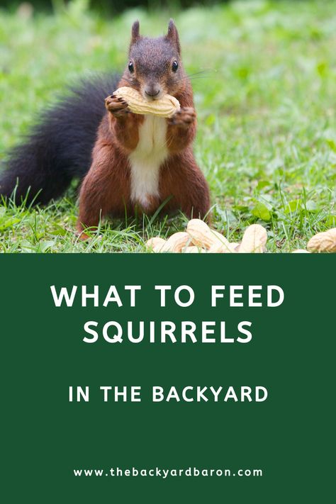 What to Feed Squirrels in the Backyard (Complete Guide) What To Feed Squirrels, Squirrel Feeder Diy, Deer Corn, Squirrel Food, Backyard Animals, Habitat Garden, Game Hunting, Squirrel Feeder, Ground Squirrel