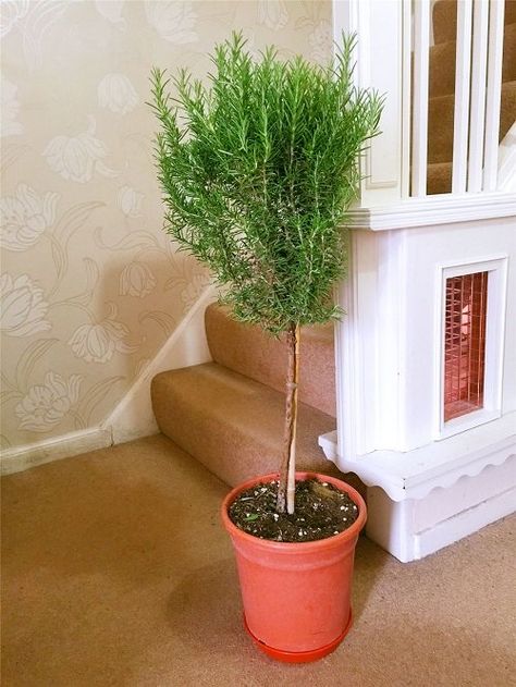 Rosemary Topiary Diy, Tree Balcony, Rosemary Topiary, How To Grow Rosemary, Grow Rosemary, Rosemary Tree, Balcony Garden Diy, Topiary Diy, Growing Rosemary