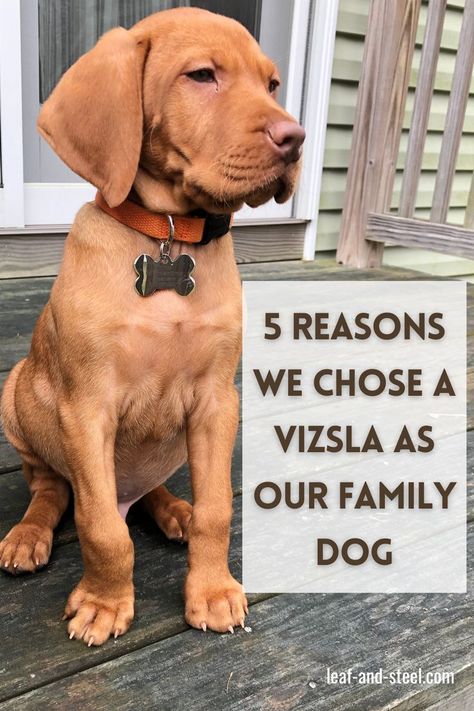 5 Reasons We Chose a Vizsla as Our Family Dog new puppy - vizsla - vizsladog - familydog - family pet - best family dogs - best dog breeds - family dog breeds - low shedding dogs - low shedding pets - medium size dogs - active family dogs - red dogs - orange dogs Low Shedding Dog Breeds, Best Family Dogs, Low Shedding Dogs, Red Dogs, Family Dogs Breeds, Medium Size Dogs, Best Dogs For Families, Vizsla Dogs, Active Family