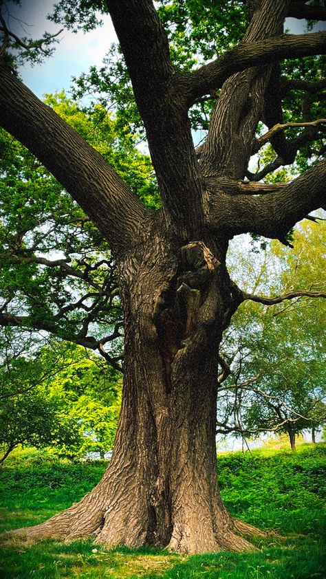 Big Old Tree, Big Trees, Backyard Trees, Meditation Garden, Picsart Background, Tall Trees, Old Trees, Nature Tree, Big Tree