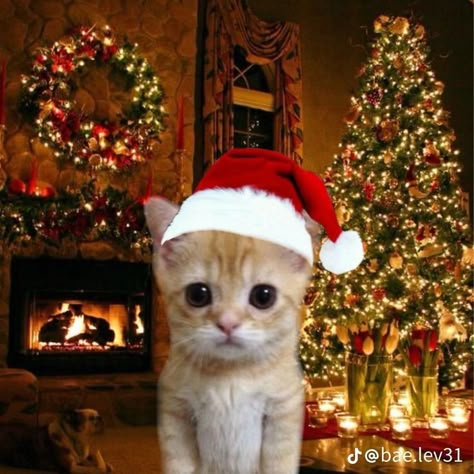 Christmas Pfp Funny, Christmas Profile, Christmas Profile Pictures, Pfp Funny, 19 Days Characters, Christmas Pfp, Cute Animal Clipart, Aesthetic Pfp, Funny Cat Pictures