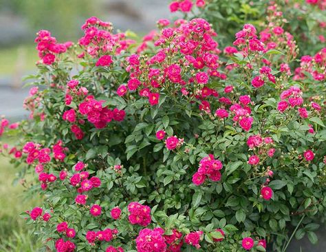 Oso Easy Roses, Rose Companion Plants, Ground Cover Roses, Spring Garden Flowers, Simple Rose, Covered Garden, Shrub Roses, Plant Guide, Coastal Gardens