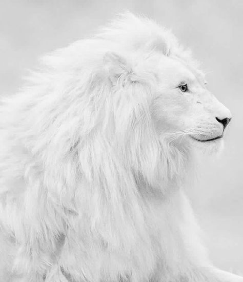 Dpz Albino Lion, Beautiful Lion, Albino Animals, Inspiring Photography, White Lion, On The Ground, Wild Hearts, Animal Photo, 귀여운 동물