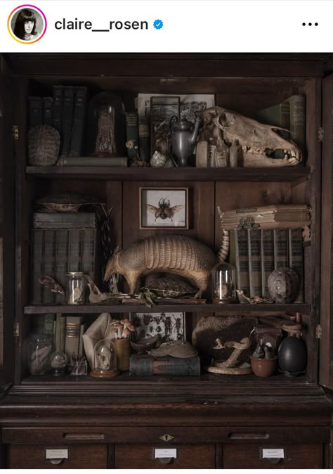 Herbalist Shop, Dark Cottagecore Aesthetic, Sacred Space Altar, Apothecary Decor, Vulture Culture, Curiosity Shop, Cabinet Of Curiosities, Dark Academia Aesthetic, Howls Moving Castle