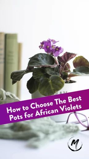 How to Choose The Best Pots for African Violets: 5 Best Pot Types African Violet Care, African Violet Pots, African Violets Plants, Violet Plant, Self Watering Pots, Orchid Pot, Root Growth, Happy House, African Violet