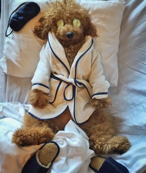 He likes to wear bath robes, plays rounds of golf, and has over 74,000 Instagram followers. Gatos Cool, National Pet Day, Goldendoodle Puppy, Doodle Dog, Pet Day, Cute Dogs And Puppies, Cane Corso, Labradoodle, Funny Animal Pictures