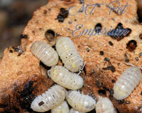 Armadillidium Vulgare, Crab Food, Woodlice, Pill Bug, Comfort Place, Hermit Crabs, Magic Potion, Crab Recipes, Roly Poly