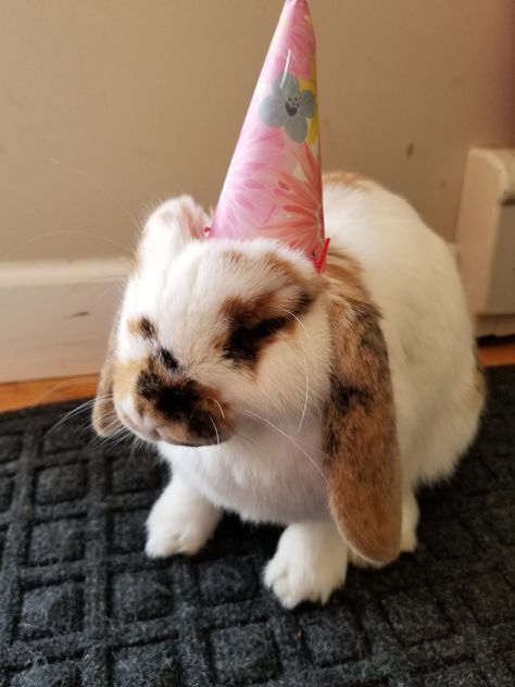 Animals In Party Hats, Animals With Party Hats, Birthday Pfp, Birthday Bunny, Bunny Boy, Im A Lady, Bunny Drawing, Bunny Hat, Birthday Party Hats