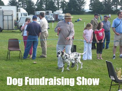 A Dog Fundraising Show is a fun event that has great fundraising potential. Learn how it works and how to make it successful through this article...  www.rewarding-fundraising-ideas.com/dog-fundraising.html  (Photo by Conor O'Neill / Flickr) Dog Fundraiser, Sports Fundraisers, Fete Ideas, Dog Shots, Shelter Ideas, Dog Shelter, Dog Yard, Sports Center, Pink Paws