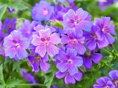 Top Purple Annual Flowers for Your Garden | HGTV Purple Annual Flowers, Plants With Purple Flowers, Purple Flowering Plants, Purple Flowers Garden, Purple Plants, Purple Garden, Flower Spike, Annual Flowers, Flower Names