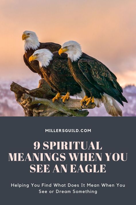 9 Spiritual Meanings When You See an Eagle Eagle Feather Meaning, Eagles Quotes, Eagle Totem, Feather Meaning, Empath Traits, Happy Diwali Wishes Images, Spirit Animal Meaning, Eagle Symbol, Animal Meanings