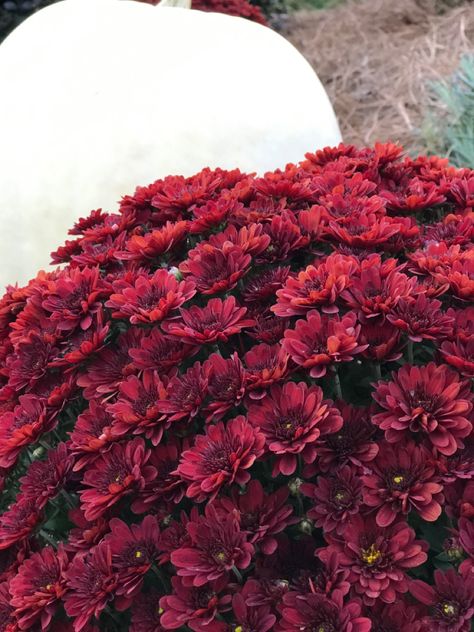 #mums #pumpkins #fall2020 Burgundy Mums, Red Pumpkin, Fall Yard Decor, Fall Yard, Mums Wedding, Garden Mum, White Mums, Fall Mums, Art Of Letting Go