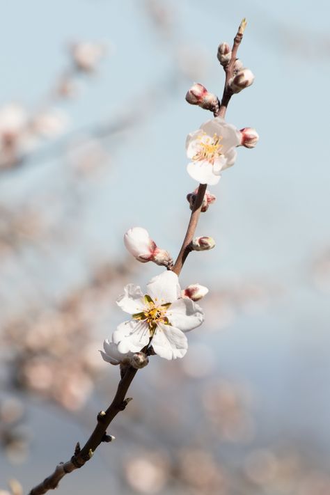 Flowering almond branches. Tree Branch Photography, Almond Branch, Jackalope Tattoo, Flowering Almond, Journey Photography, Tree Buds, Almond Flower, Vase With Branches, Almond Blossoms