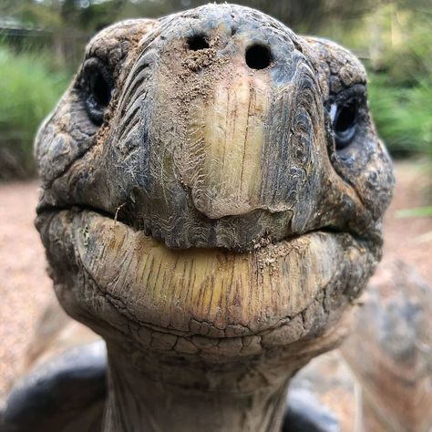 Good morning from the worlds best tortoise 🐢 HUGO 🐢 @australianreptilepark @timswildlife!!! Giant Tortoise, Tortoise Turtle, Turtle Love, Reptiles And Amphibians, Animals Of The World, Animal Photo, Amphibians, Beautiful Creatures, Aliens