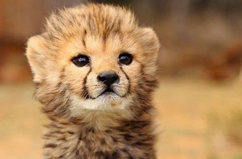 400 Likes, 2 Comments - The Baby Animals (@thebabyanimals) on Instagram: “This little guy is having himself a great hair day!” Cheetah Cub, Baby Cheetah, Newborn Animals, Cheetah Cubs, Baby Cheetahs, Wild Baby, African Animals, Samara, Animals Images