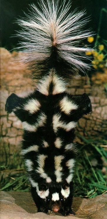 Eastern spotted skunk Spotted Skunk, Small Mammals, Different Species, Wild Kingdom, Unusual Animals, Types Of Animals, Amazing Animals, Rodents, Animals Of The World