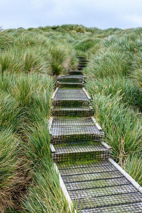 Mossy wood stairs covered in wire mesh heading up a hill covered in tussac grass , #AD, #wire, #mesh, #heading, #covered, #Mossy #ad January Landscape, Denmark House, Stairs Covering, Moss Grass, Forest Gump, Dry River, Wire Installation, Urban Landscape Design, Path Design