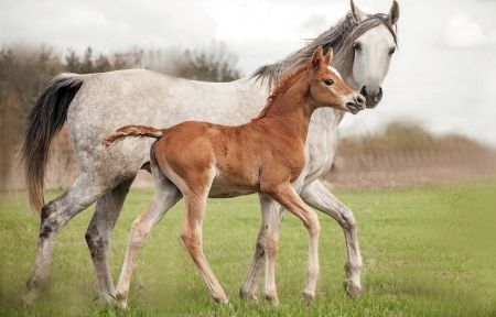 Horse+-+Horses+Wallpaper+ID+2280923+-+Desktop+Nexus+Animals Horses Foals, Wallpaper Horse, Horse Conformation, Desert Horse, Horse Markings, Horse Collection, Baby Horse, Rubber Raincoats, Free Horses