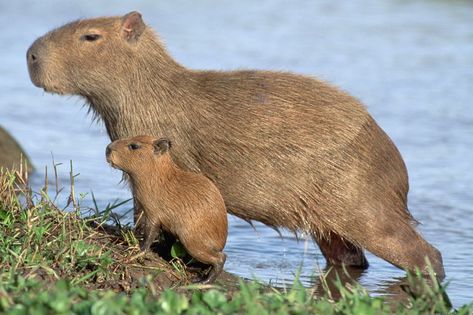 Baby Capybara, Surprising Facts, Funny Wallpaper, Cute Little Drawings, Aquatic Plants, Cute Animal Drawings, Rodents, Guinea Pigs, Mammals