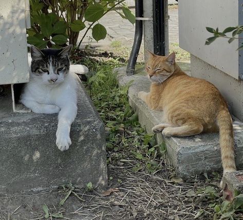 Two Cats, Japan Aesthetic, Japanese Aesthetic, Pretty Cats, Green Aesthetic, Pretty Pictures, Aesthetic Pictures, Cute Cats, Kittens