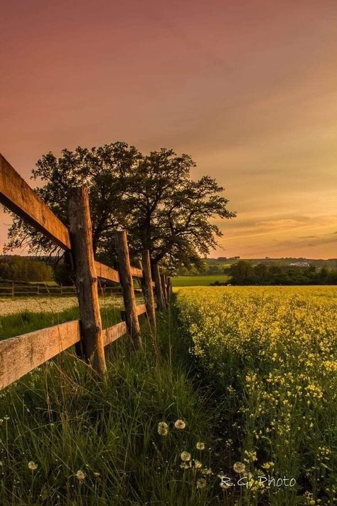 Yellow Backgrounds, Country Photography, Protect Your Peace, A Ray Of Sunshine, Farm Photography, Evil People, Pretty Landscapes, Ray Of Sunshine, Nature Aesthetic