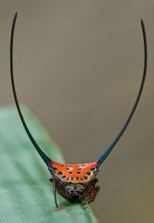 Spiny orb weaver Spiny Orb Weaver, Weird Insects, Amazing Insects, Orb Weaver, Creature Fantasy, Creepy Crawlers, Cool Insects, Bugs Life, Cool Bugs