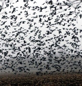 There must be between 200 to 300 crows in this "murder Group Of Crows, Crow Pictures, October Country, Scp Foundation, Curious Creatures, Night Aesthetic, Crows, Island Life, How To Dry Basil