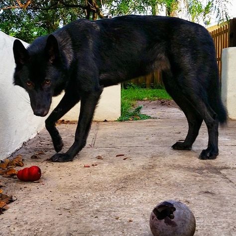 Black Wolf Dog Hybrid, Wolfdog Black, Wolf Hybrid Dogs, Native American Indian Dog, Wolfdog Hybrid, American Indian Dog, Northern Inuit Dog, Big Wolf, Wolf Hybrid